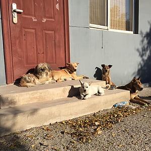 Chihuahua and shih tzu lying down outdoor thumbnail