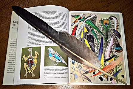 black feather on opened book thumbnail