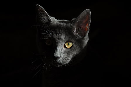 portrait photography of black car on dim light thumbnail