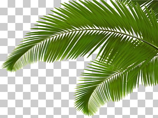 Palm branch Arecaceae Leaf Frond , Green coconut leaves, green palm leaves PNG clipart