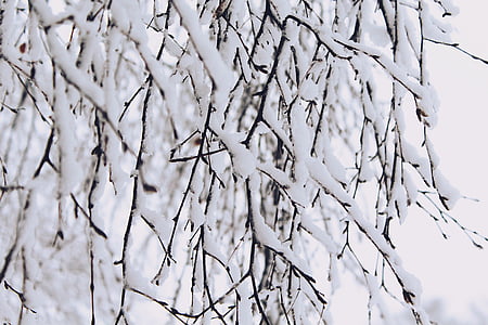 bare tree covered of snow shallow focus photography thumbnail