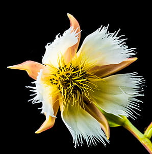 white and yellow petaled flower isolated on black background thumbnail