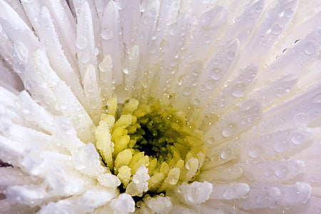 white and yellow spider chrysanthemums with white droplets closeup photography thumbnail