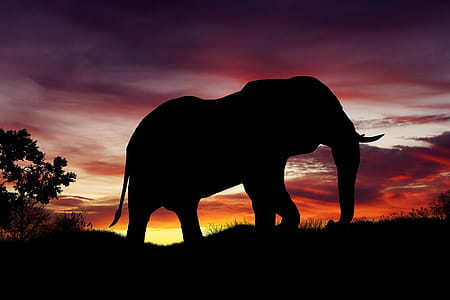 African Elephant thumbnail