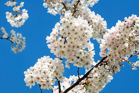 white cherry blossom flowers close-up photo thumbnail