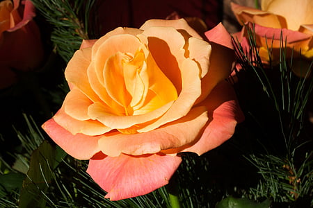 orange and pink flower thumbnail