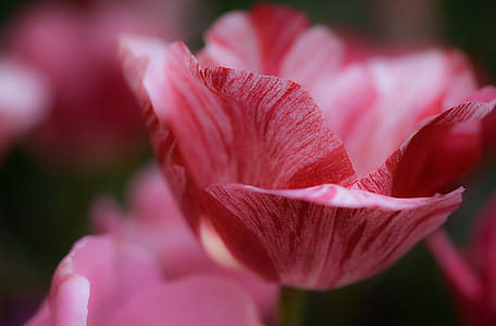 flower, bloom, blossom, flora thumbnail