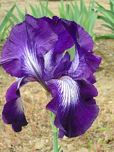close-up photography of purple iris flower at bloom thumbnail