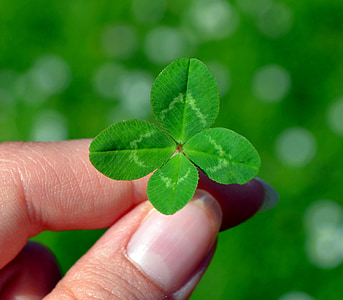 person holding green leaf thumbnail
