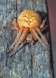 brown spider close-up photo thumbnail