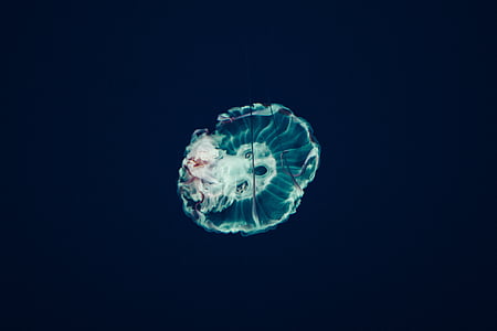 underwater photography of a jellyfish thumbnail