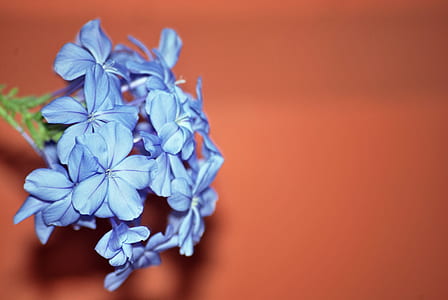 close-up photography of blue petaled flower thumbnail