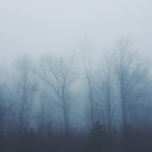 trees covered by mist thumbnail