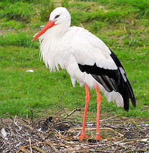 white and black long horn and tailed bird on gray tree branch close-up photo during daytime thumbnail
