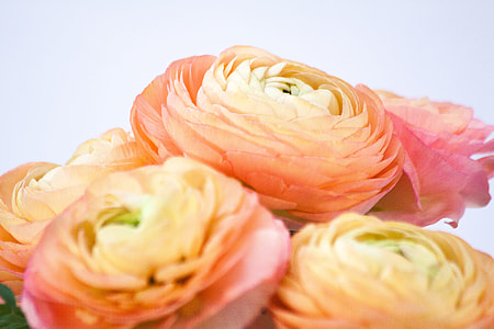 pink and yellow cluster flowers thumbnail