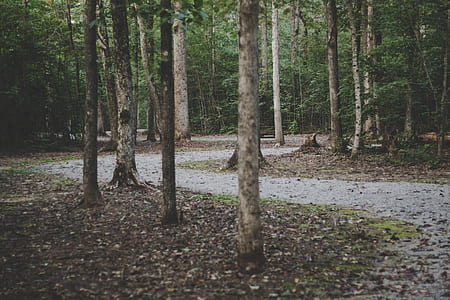 grey road surrounded by trees thumbnail