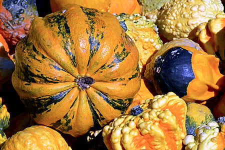 orange pumpkinm thumbnail