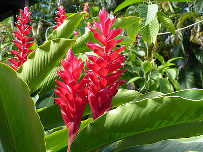 photo of field of red Bromeliad flowers thumbnail