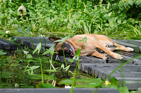 adult German shepherd lying on dock thumbnail