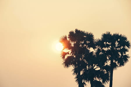 silhouette photo of tree thumbnail