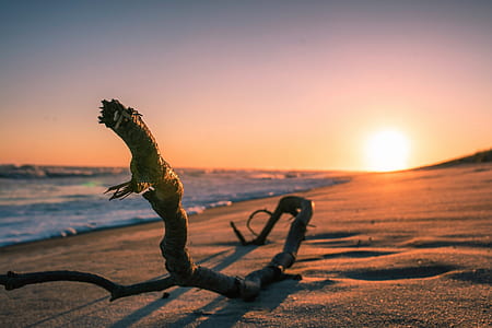 brown tree root on seaside during sunset thumbnail