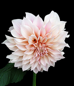 pink dahlia flower in bloom selective-focus photography thumbnail