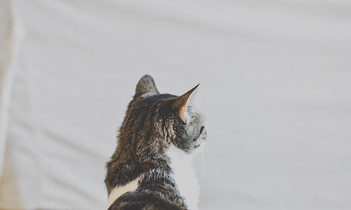 silver tabby cat back thumbnail