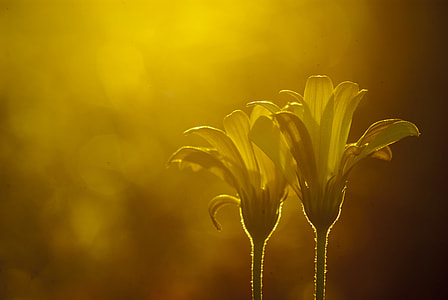 silhouette view of two multi-petaled flowers thumbnail
