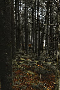 person walking on forest thumbnail