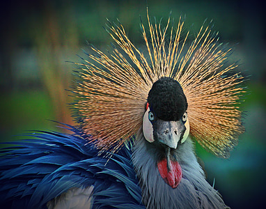 selective focus of gray and blue bird thumbnail