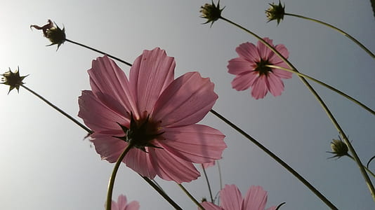 pink flowers thumbnail