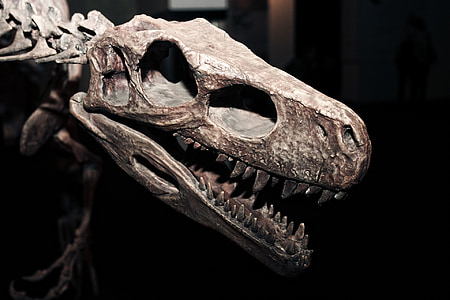 brown dinosaur skeleton thumbnail