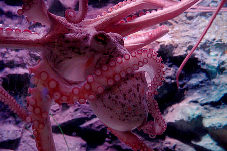 pink and white octopus thumbnail