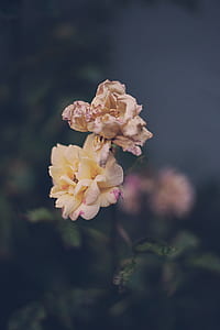 selective focus photo of yellow petaled flower thumbnail