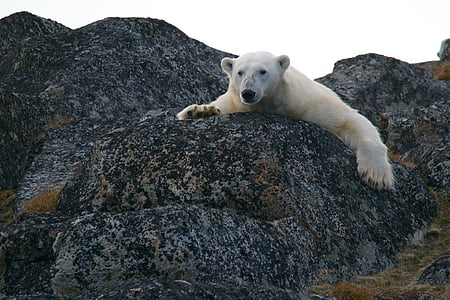 polar bear thumbnail