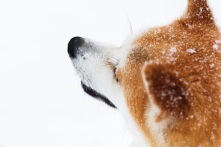 adult Akita on snowy field thumbnail