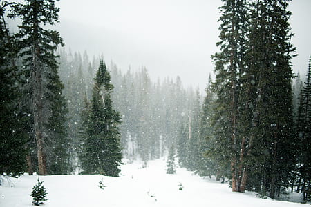 green tree field with snow thumbnail