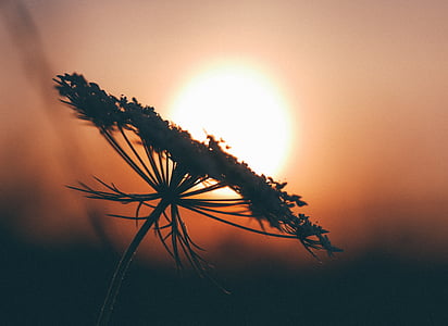 close-up photo of Queen Anne's lace flower at sunset thumbnail
