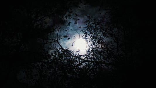 low angle photography of full moon thumbnail