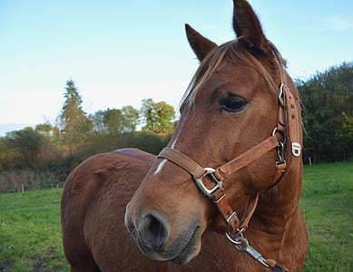 close up photography of brown horse thumbnail