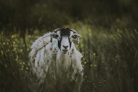 white and black goat near green plants thumbnail