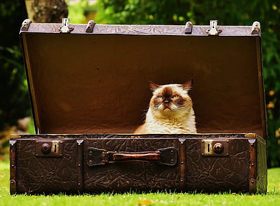 brown cat inside chest box thumbnail