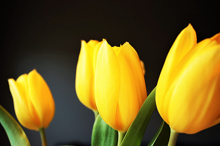 focus photography of four yellow tulips thumbnail