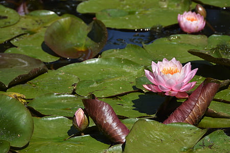 pink water lily on water at daytime thumbnail