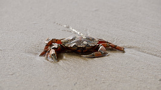 brown and gray crab on sand during daytime thumbnail