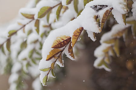 selective focus photography of leafed coated with snow thumbnail