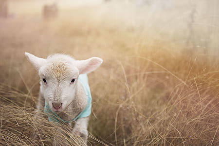 field, animal, countryside, cute thumbnail