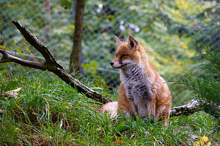 brown fox on green grass field thumbnail