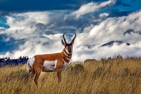 brown and white 4-legged animal on green grass field during daytime thumbnail