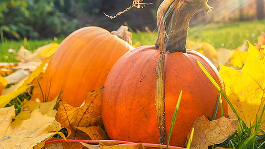 two red and orange pumpkins fall decor thumbnail